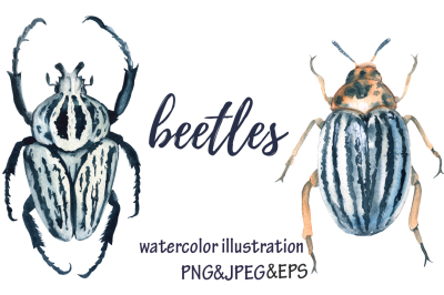 beetles. watercolor illustration