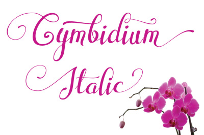Cymbidium Italic