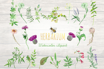 Herbarium. Green herbs watercolor.