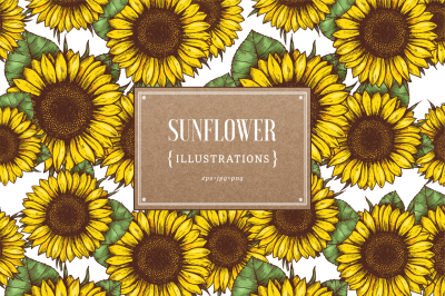Sunflower illustrations