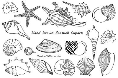 Hand Drawn Seashell Clipart, Shell clip art, Digital Stamps,Summer Beach