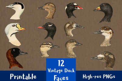 12 Vintage Duck Faces Clipart, Duck Head Clip Art, Antique Farm Animal Clipart, Bird Clipart