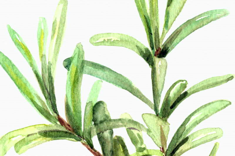 watercolor-herbs-clip-art-set