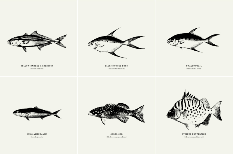 vintage-fishes-illustrations