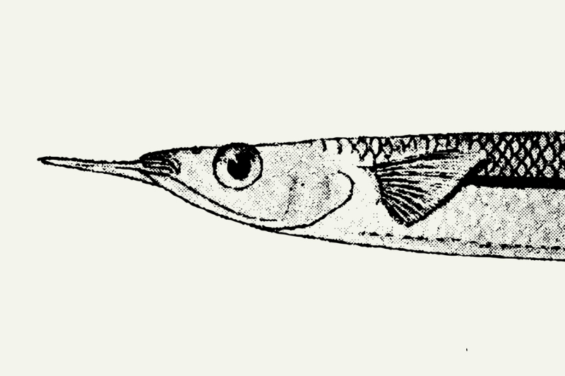vintage-fishes-illustrations