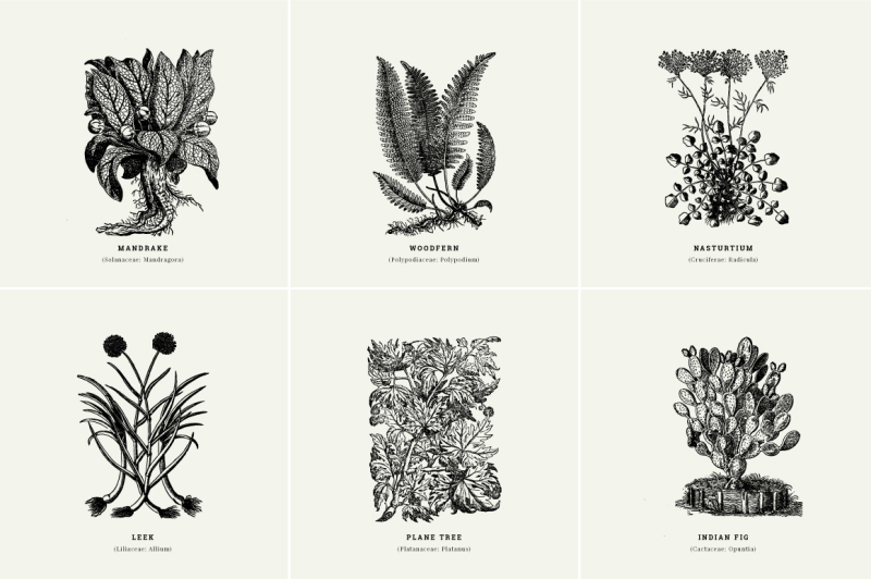 vintage-plants-illustrations