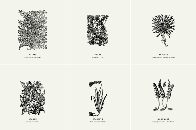 vintage-plants-illustrations