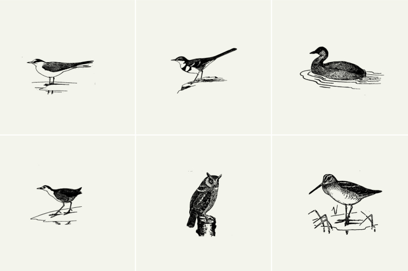 vintage-birds-illustrations