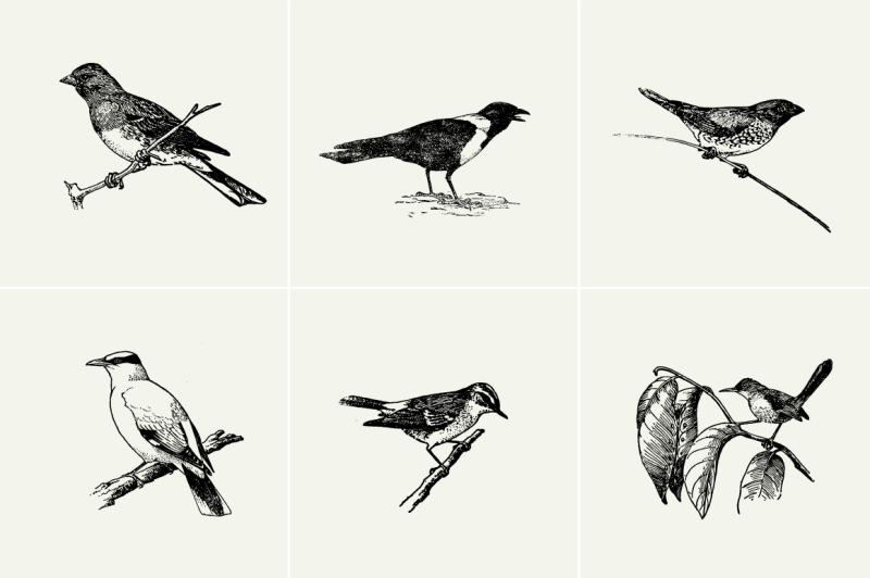 vintage-birds-illustrations