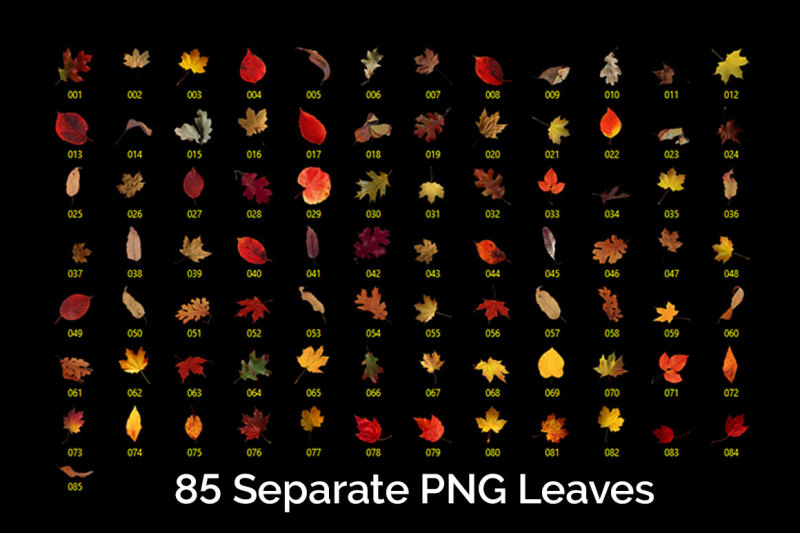 97-autumn-leaves-photo-overlays
