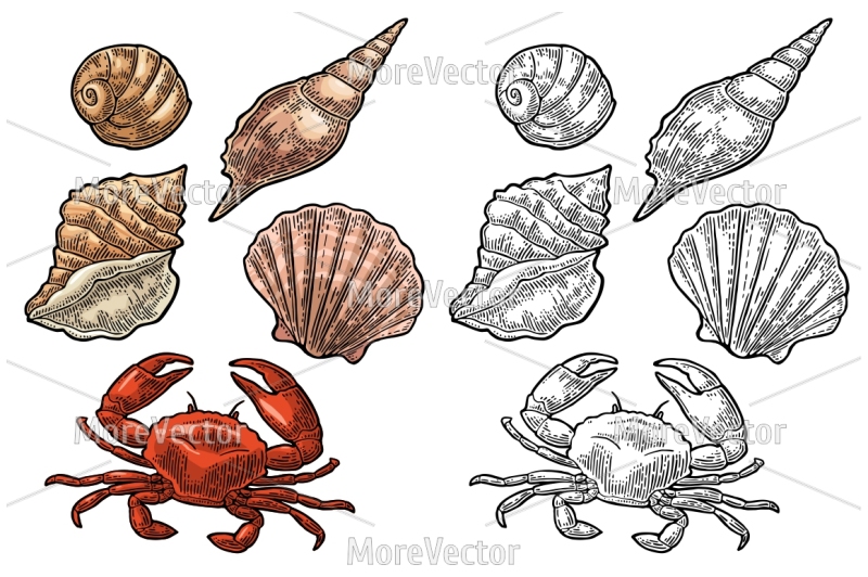 crab-and-shell-isolated-on-white-background-vector-color-vintage-engraving