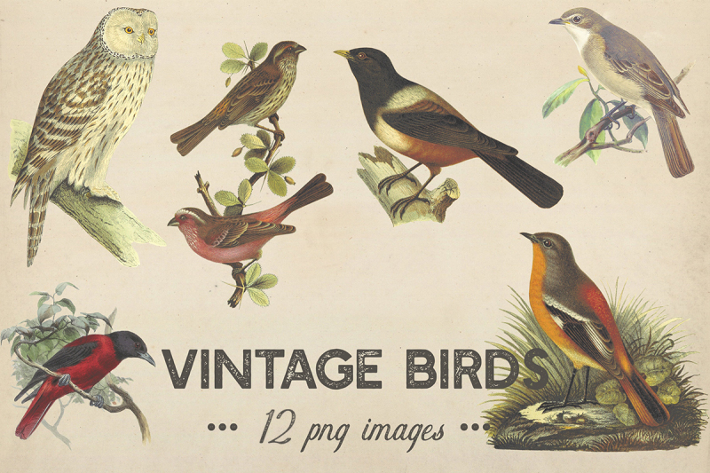 vintage-birds-clipart