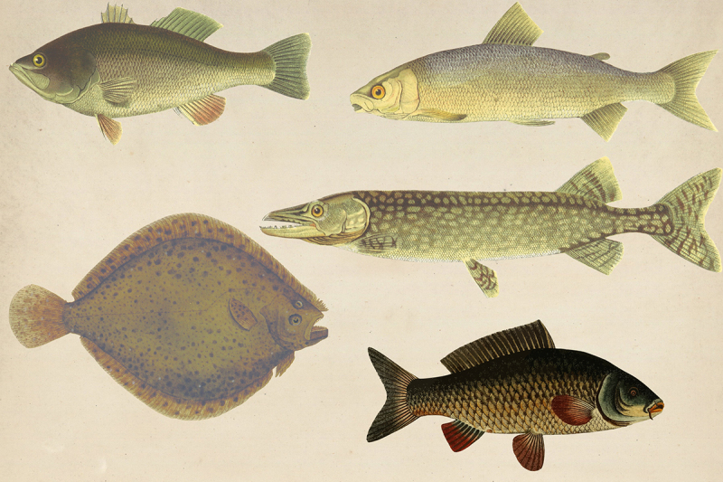 vintage-fishes-clipart