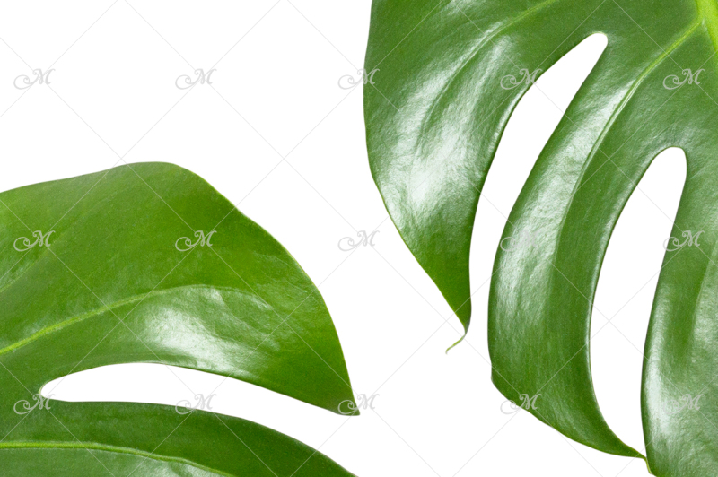 monstera-leaf-photo-clip-art