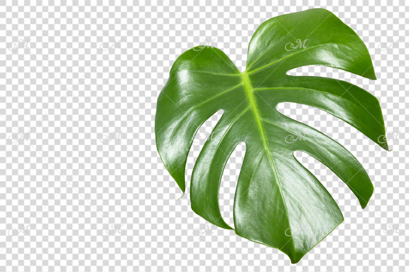 monstera-leaf-photo-clip-art