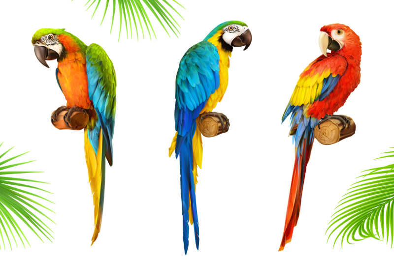 ara-parrot-macaw-vector-icon-set
