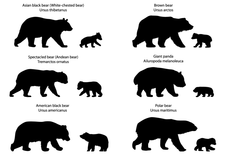 silhouettes-of-bears-and-bear-cubs