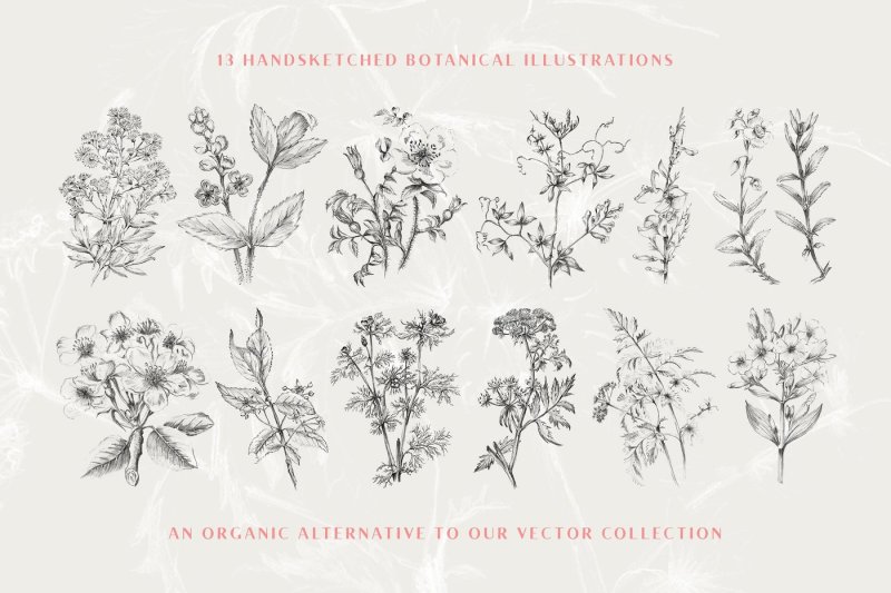 13-botanical-illustrations-and-extras
