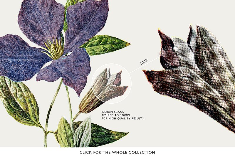 24-colored-flower-illustrations