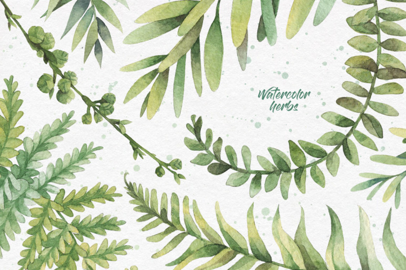 watercolor-herbs-clipart-collection