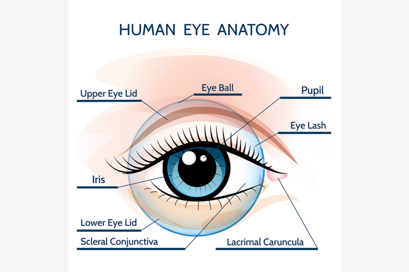 human-eye-anatomy