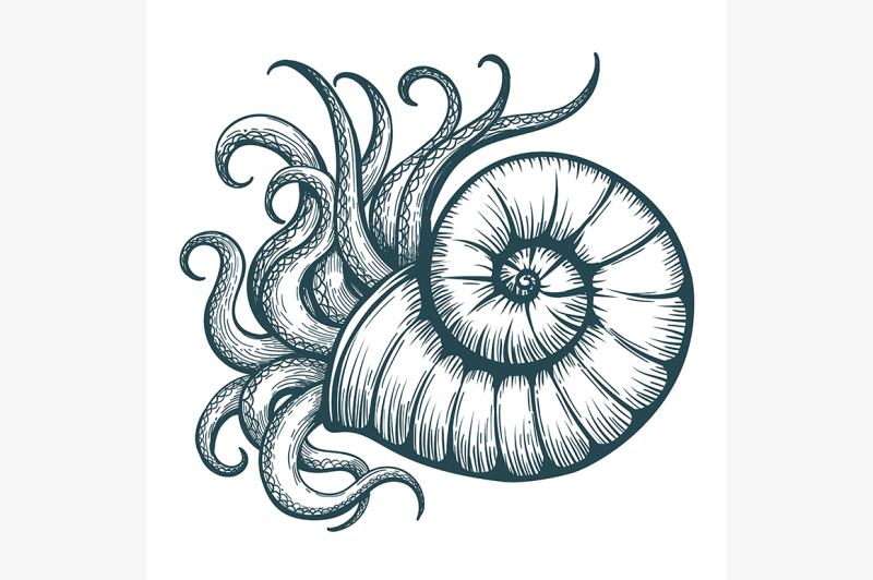 sea-shell-with-mollusc-tentacles