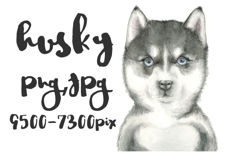 husky-watercolor