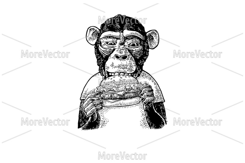 monkey-wearing-a-t-shirt-eating-a-hamburger-burger-vintage-engraving