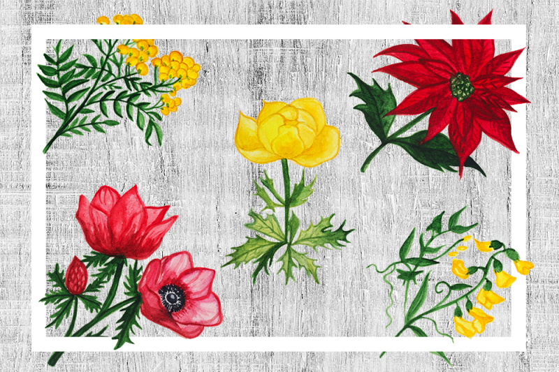 watercolor-botanical-flowers