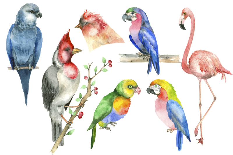 tropic-bird-watercolor-collection
