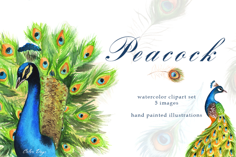 watercolor-clipart-peacock-birds-and-feathers