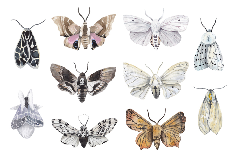 moth-17-butterflies-watercolor-collection