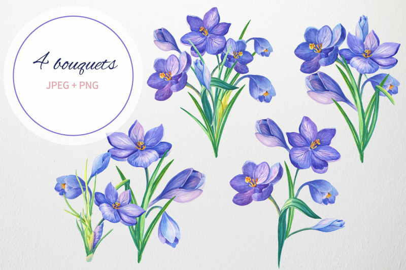 crocuses-for-you-watercolor-clipart