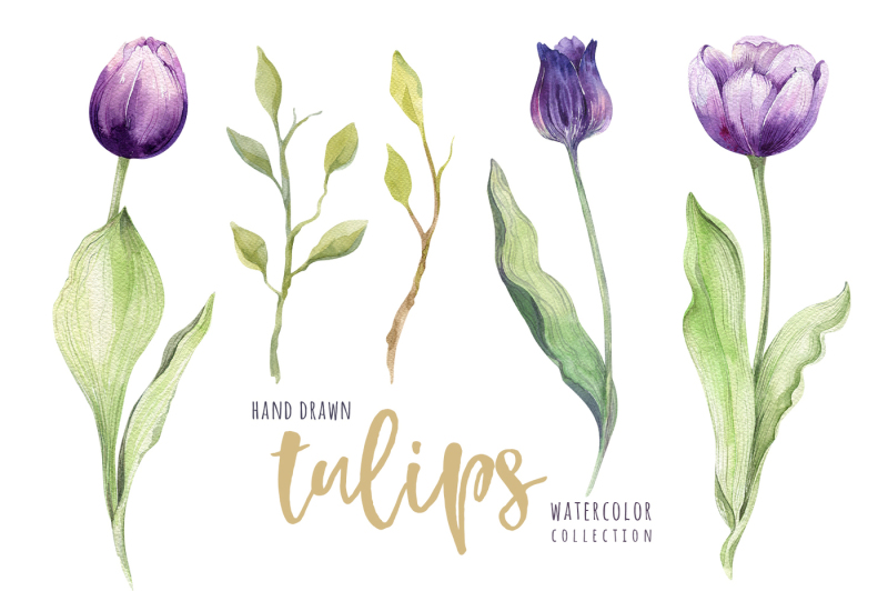 violet-tulips-color-of-the-year-2018