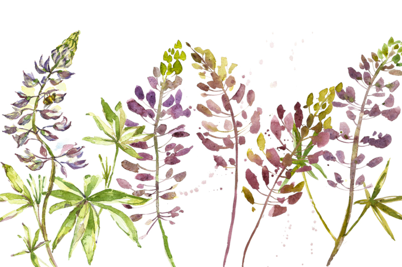 lupines-flowers-watercolor-illustration