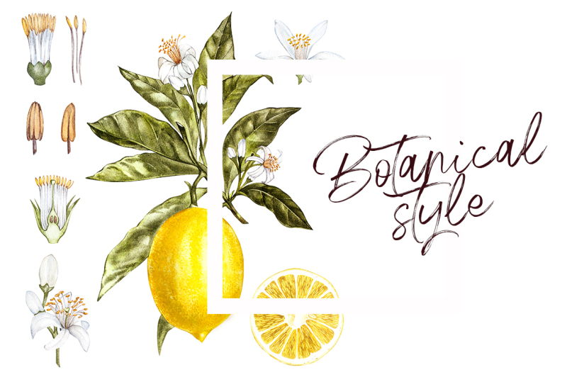 lemon-in-botanical-style
