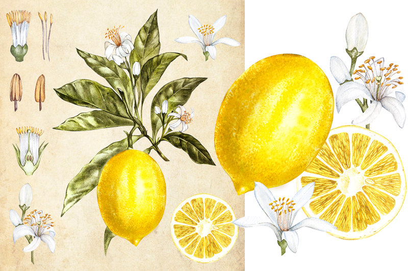 lemon-in-botanical-style