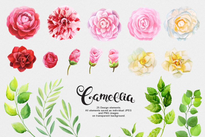 camellia-watercolor-collection