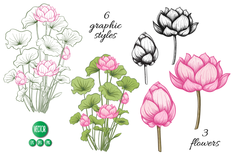 lotus-illustrations-and-patterns