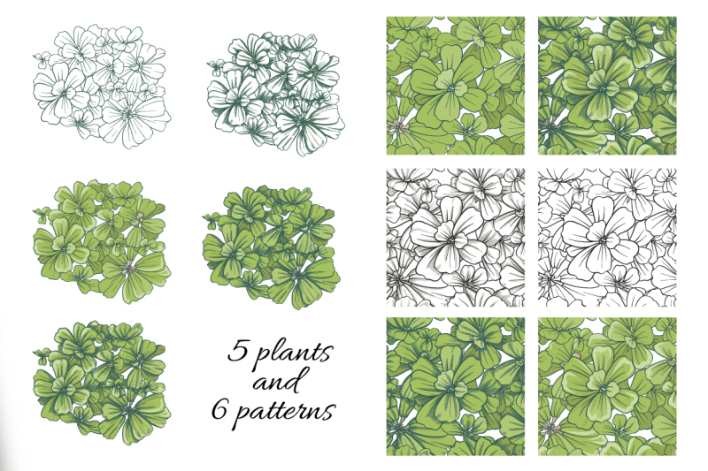 pistia-illustrations-and-patterns