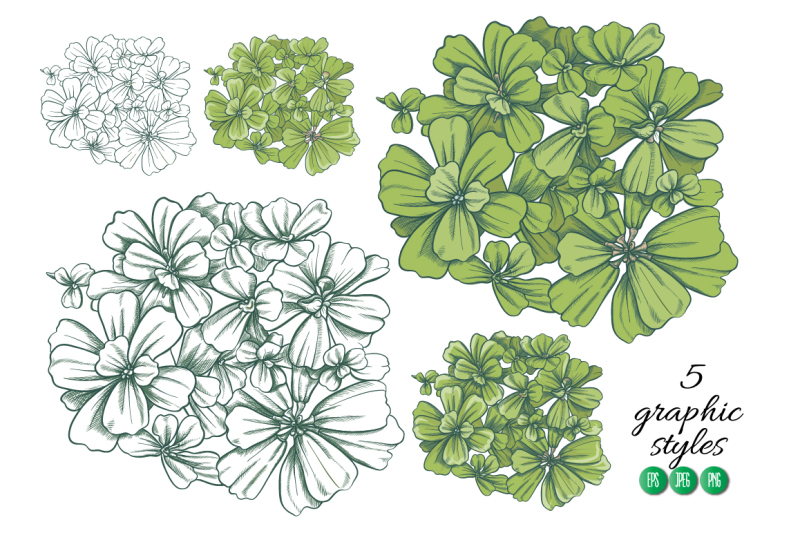 pistia-illustrations-and-patterns