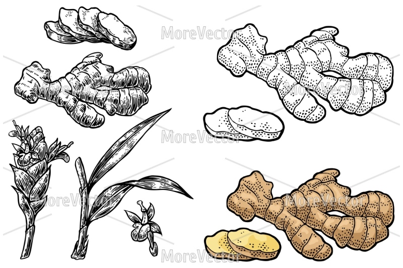 ginger-whole-root-and-slice-vector-color-vintage-engraving