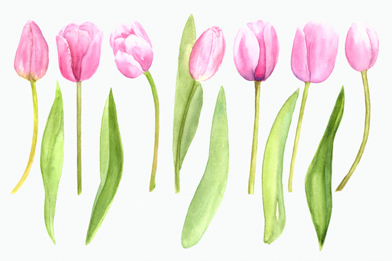 watercolor-pink-tulips-clip-art-set