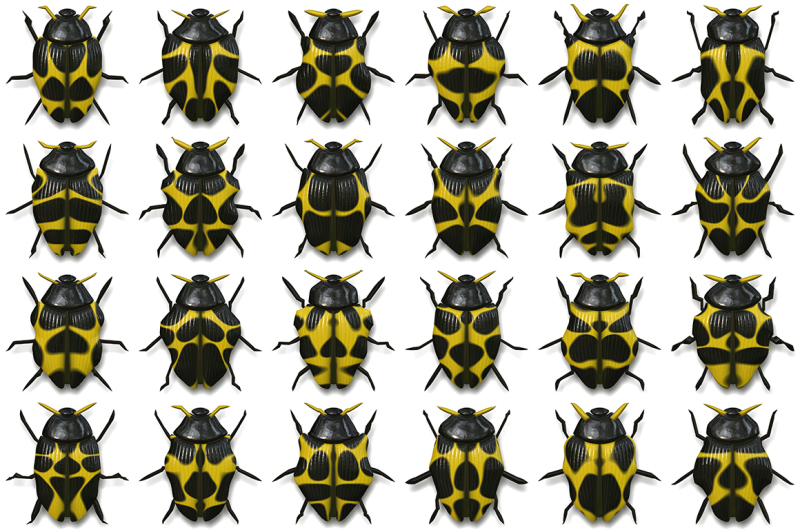 10-beetle-collection-background-textures