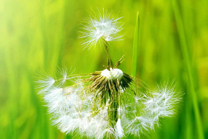 dandelion-in-grass