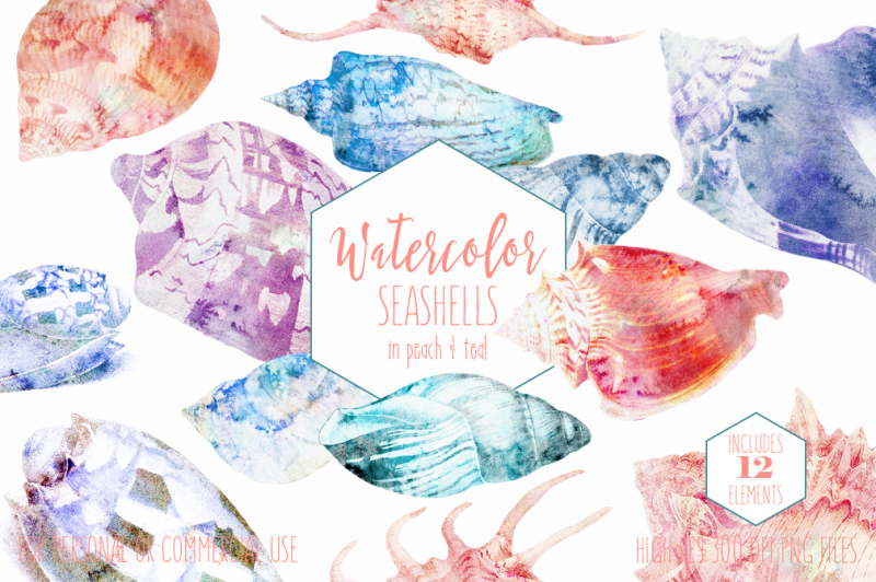 beach-seashells-ocean-shells-clipart