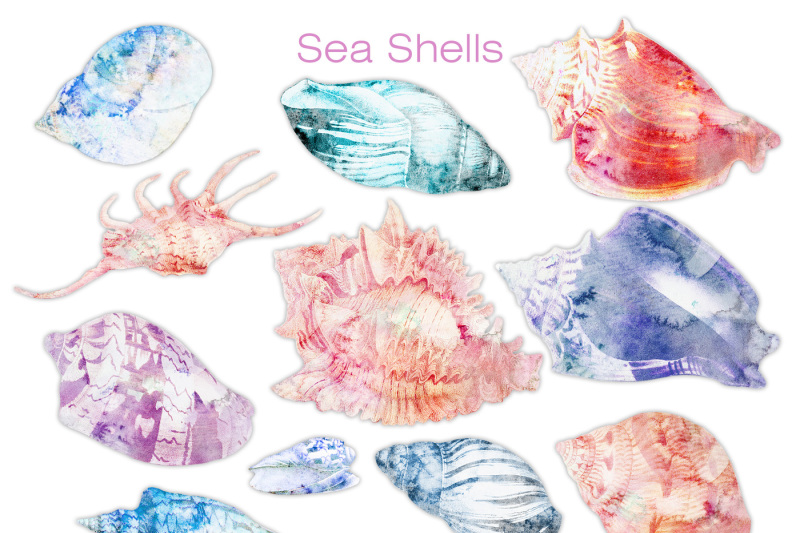 beach-seashells-ocean-shells-clipart