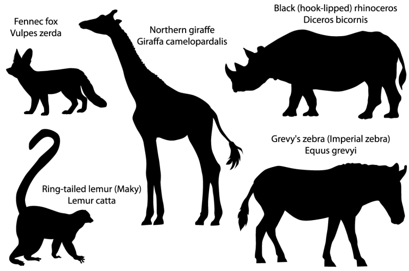 silhouettes-of-animals-of-africa-giraffe-rhino-zebra-lemur-fennec