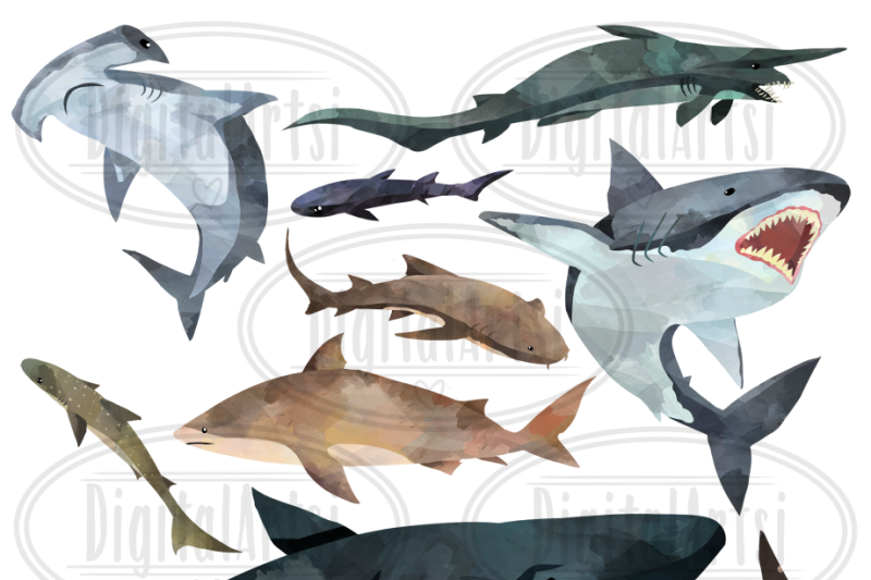watercolor-shark-clipart