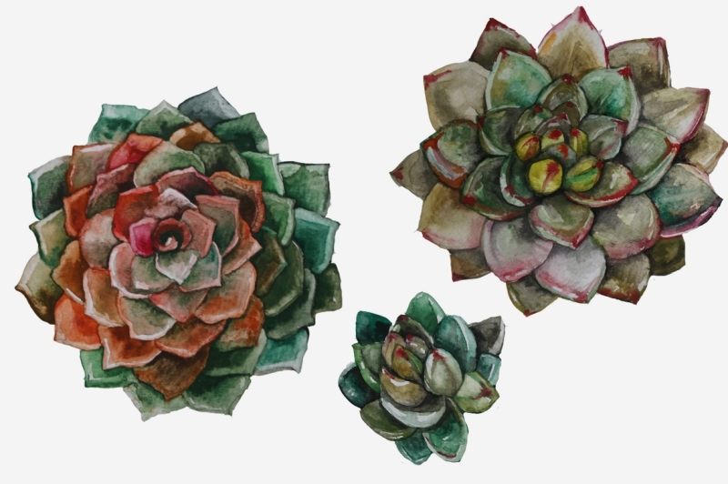 succulents-and-cacti-clip-art-set